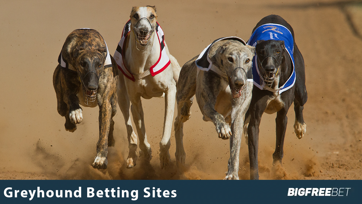 Greyhound Betting Sites